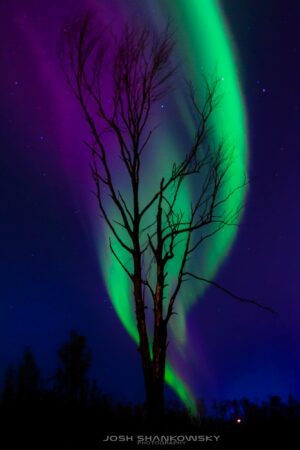 northern lights on beacon hill in fort mcmurray behind a burned tree